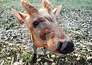 Pohľad zblízka na dieťa jeleň 