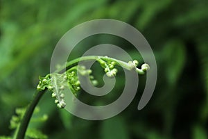 Close up of a baby fern leaf. Green nature leaf background. Simplicity on green backgrounds