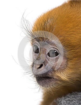 Close-up of a baby Francois Langur (1 month)