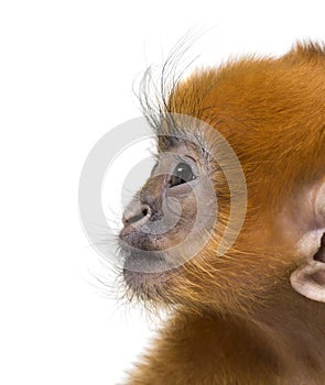 Close-up of a baby Francois Langur (1 month)