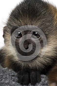 Close-up of a baby Francois Langur (4 months)