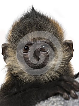 Close-up of a baby Francois Langur (4 months)