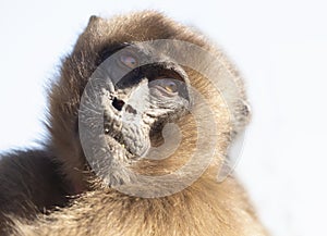 Close up of baby Gelada monkey against clear background