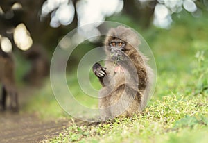 Close up of a baby Gelada monkey eating grass