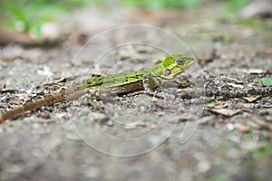 Close up of a baby `Green Iguana` in Guatemala