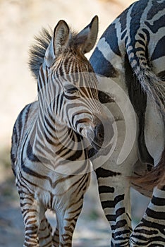 Close-up of baby Grevy zebra by mother