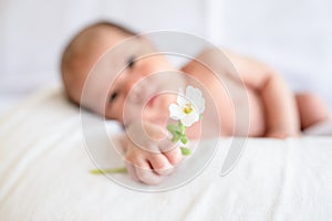 Close up of baby hand holding white flower for sending love and encourage