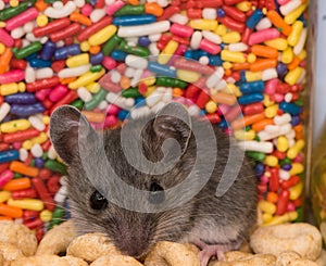 Close up of a baby house mouse in front of colorful candy jimmies or shots.