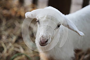 Close up baby lamb face in farm, Sheep.