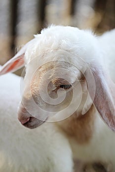 Close up baby lamb face in farm, Sheep.