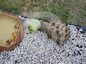 Close up baby land turtle tank on the green grass in the sunny light with food