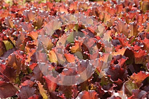 Close-up of baby leaf lettuce growing outdoors