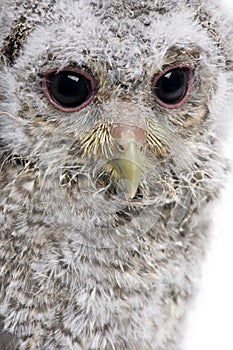 Close-up of Baby Little Owl, 4 weeks old