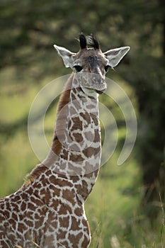 Close-up of baby Masai giraffe near trees