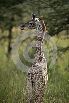 Close-up of baby Masai giraffe turning head