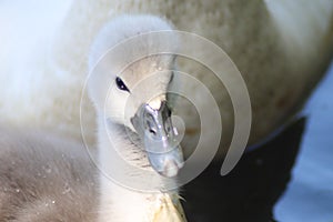 Close up of a baby mute swan