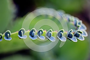 Close up of baby plantlets on mother of thousands Kalanchoe daigremontiana succulent