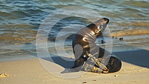 Close up of a baby sea lion on a beach at Isla Santa Fe In