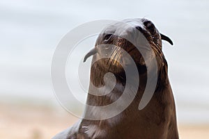 Close up of a baby seal with a blurred background