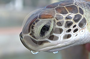 Close up of a baby seaturtle