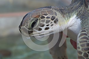 Close up of a baby seaturtle