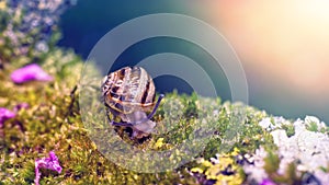Close up of a baby snail on a moss bed
