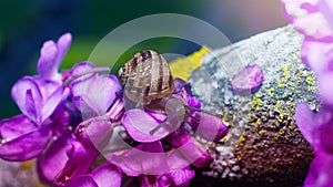 Close up of a baby snail on a moss bed and blossom