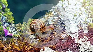 Close up of a baby snail on a moss bed and blossom