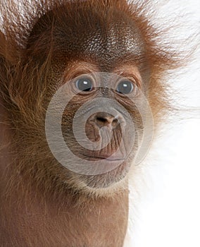 Close-up of baby Sumatran Orangutan