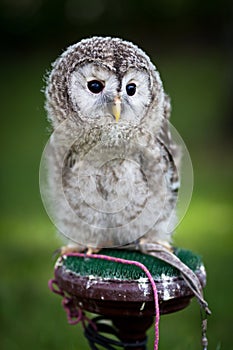 Close up of a baby Tawny Owl