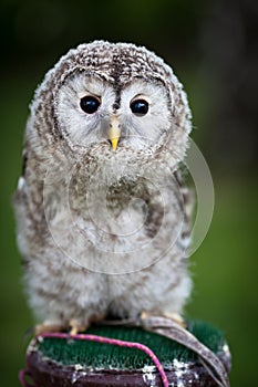 Close up of a baby Tawny Owl