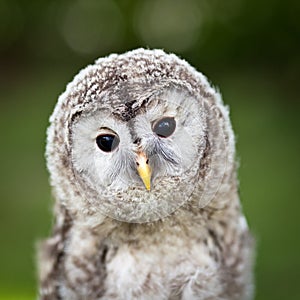 Close up of a baby Tawny Owl