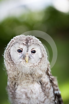 Close up of a baby Tawny Owl