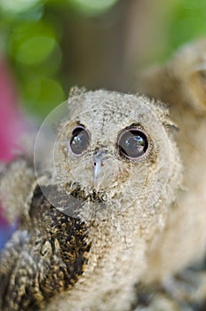 Close up of a baby Tawny Owl