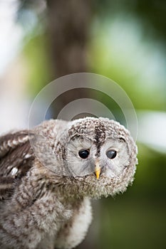 Close up of a baby Tawny Owl