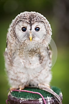 Close up of a baby Tawny Owl