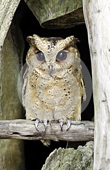 Close up of a baby Tawny Owl