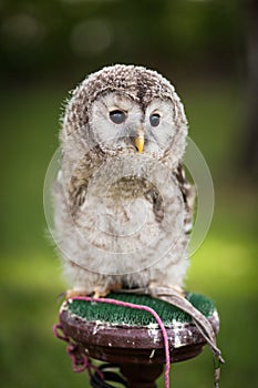 Close up of a baby Tawny Owl