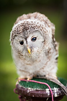 Close up of a baby Tawny Owl