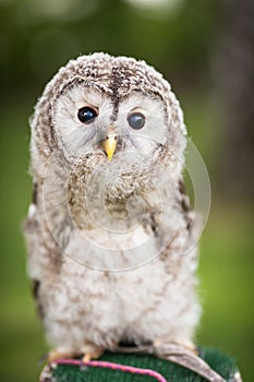 Close up of a baby Tawny Owl