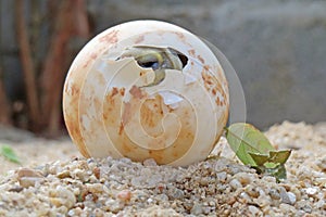 Close up Baby Tortoise Hatching