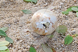 Close up Baby Tortoise Hatching