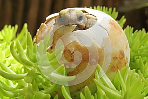 Close up Baby Tortoise Hatching