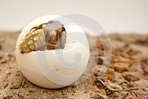 Close up Baby Tortoise Hatching