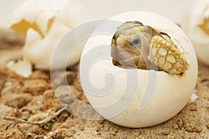 Close up Baby Tortoise Hatching