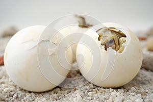 Close up Baby Tortoise Hatching