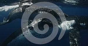 Close-up of a Baby Whale accompanied by a mother. Whales swim in the Pacific Ocean of the kingdom of Tonga. This rare