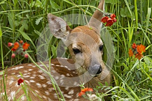 Close up of Baby White Tailed Fawn in Wildflowers