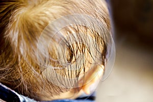 Close up of the back of a black-haired baby`s head and no face. babyâ€™s hair wet for sweat