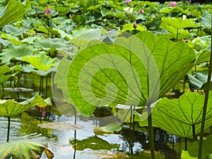 Close-up of the back of a huge lotus leaf in a pond with light-transmitting veins